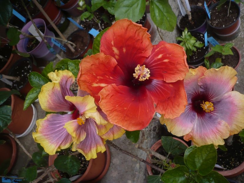 P1370039 - HIBISCUSI 2018-1