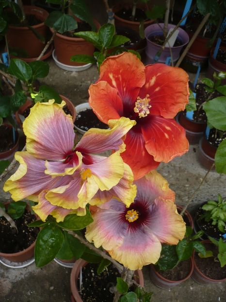 P1370041 - HIBISCUSI 2018-1