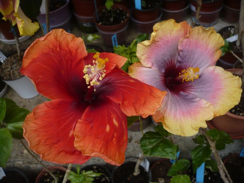 P1370043 - HIBISCUSI 2018-1