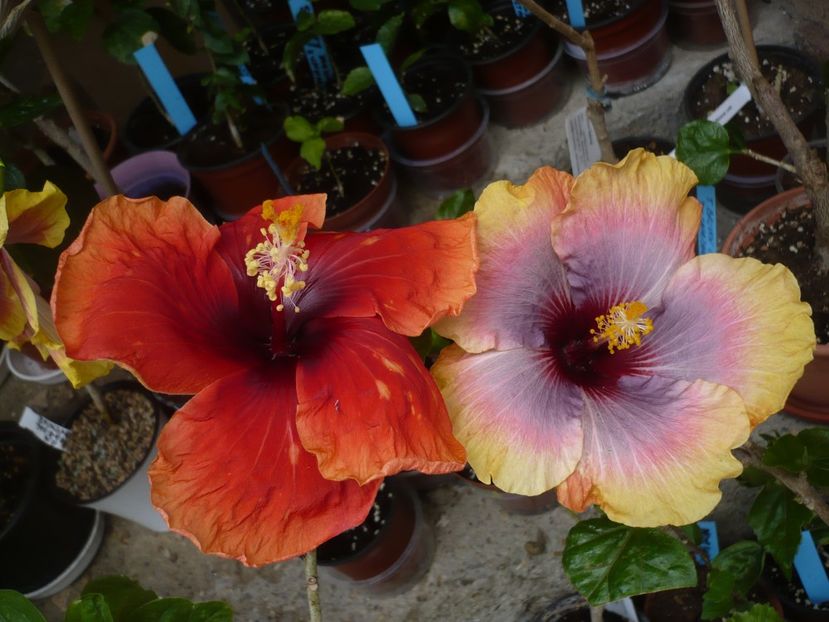 P1370044 - HIBISCUSI 2018-1