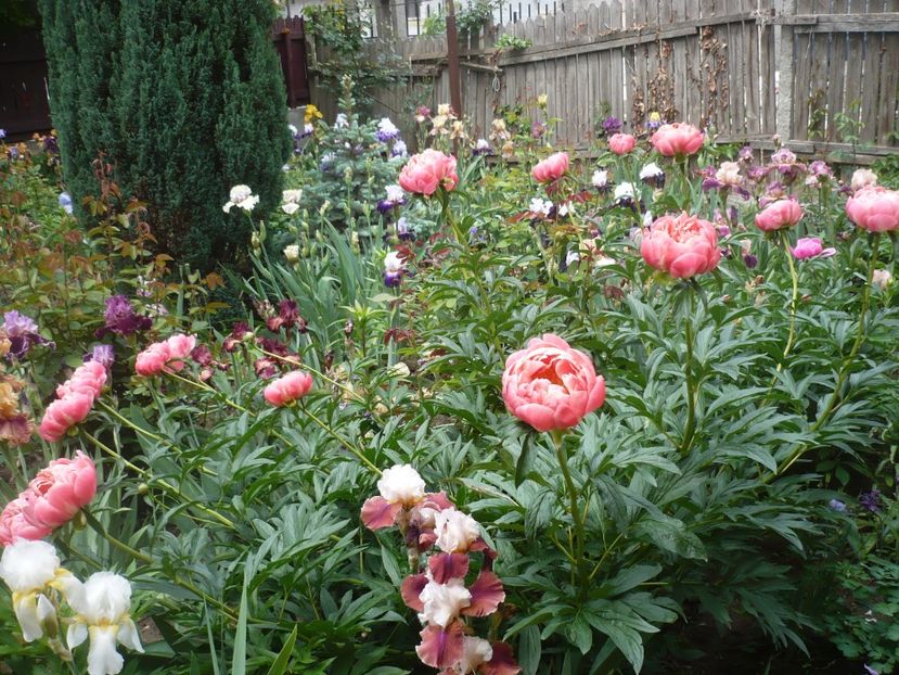 P1370047 - GRADINA 2018