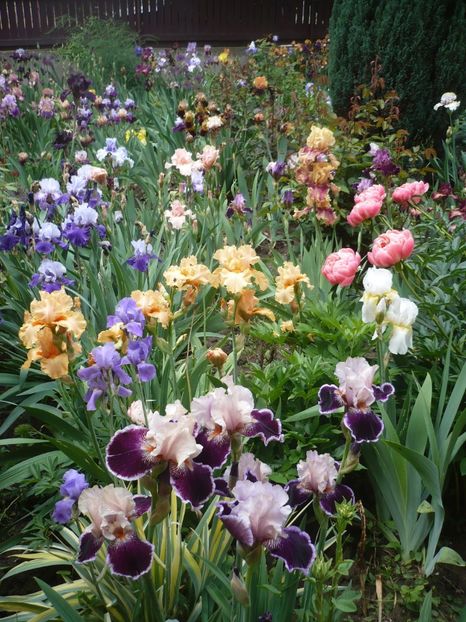 P1370048 - GRADINA 2018