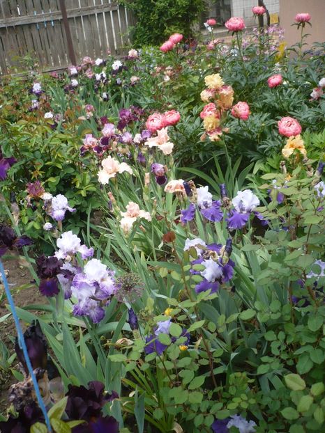 P1370049 - GRADINA 2018