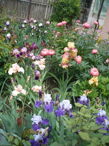 P1370050 - GRADINA 2018