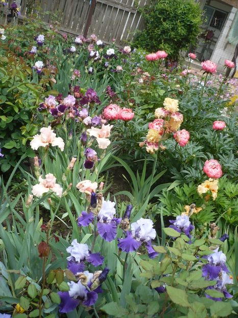 P1370051 - GRADINA 2018