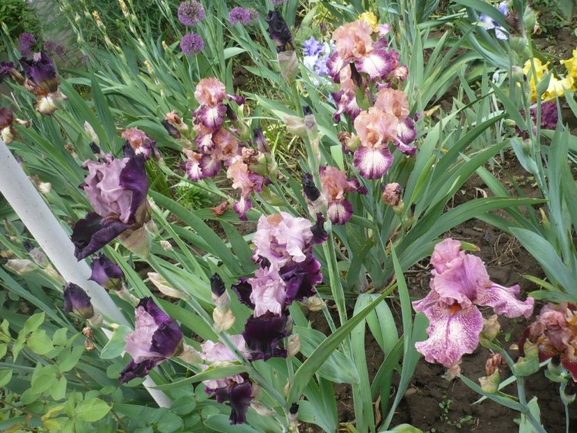 P1370052 - GRADINA 2018