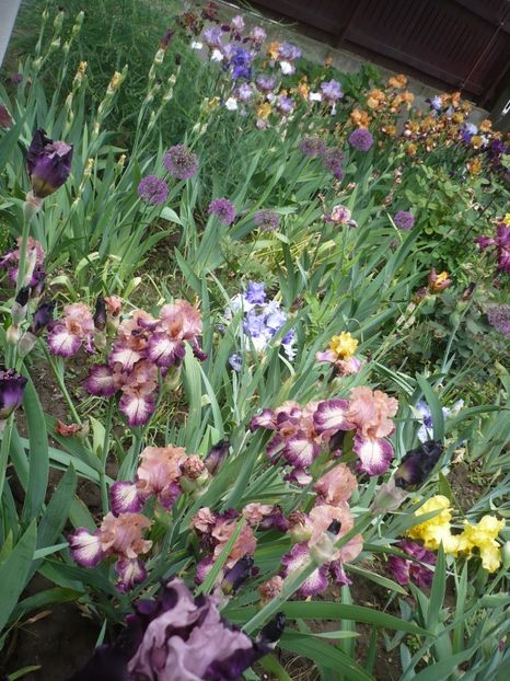 P1370053 - GRADINA 2018