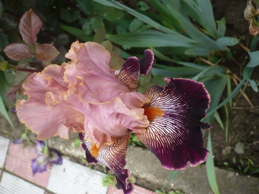 P1370054 - GRADINA 2018