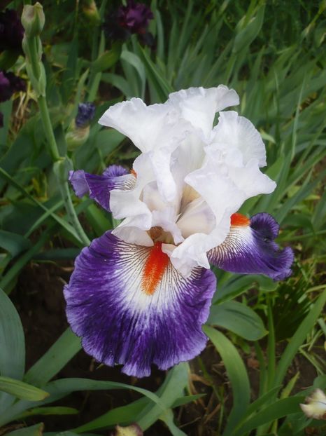 P1370055 - GRADINA 2018