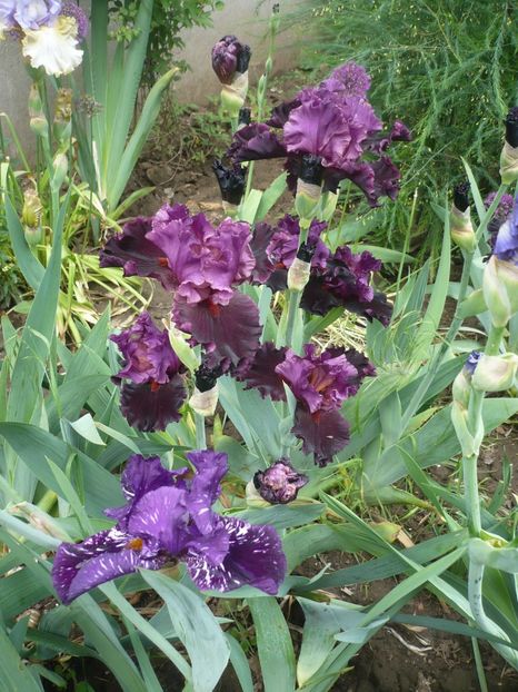 P1370056 - GRADINA 2018