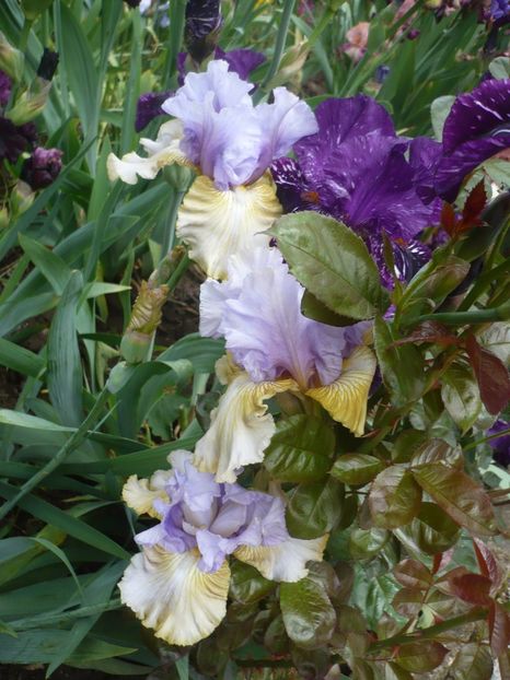 P1370058 - GRADINA 2018