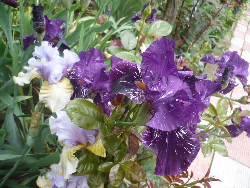 P1370059 - GRADINA 2018