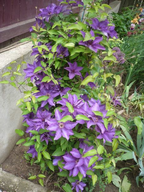 P1370060 - GRADINA 2018