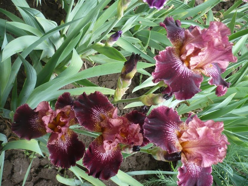 P1370061 - GRADINA 2018