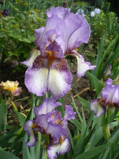 P1370063 - GRADINA 2018