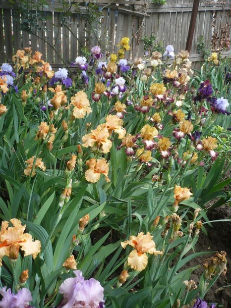 P1370064 - GRADINA 2018