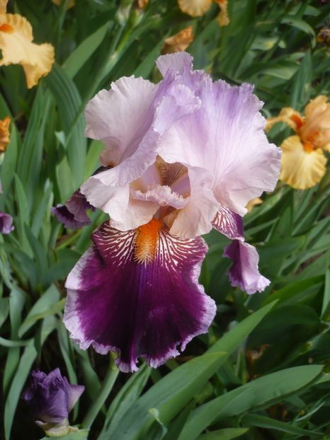 P1370065 - GRADINA 2018