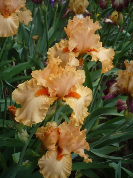 P1370066 - GRADINA 2018