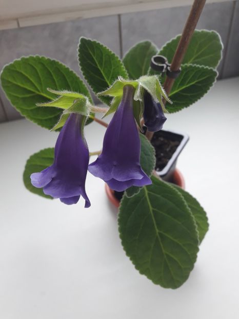 Mai 2018 - SLIPPER MOV