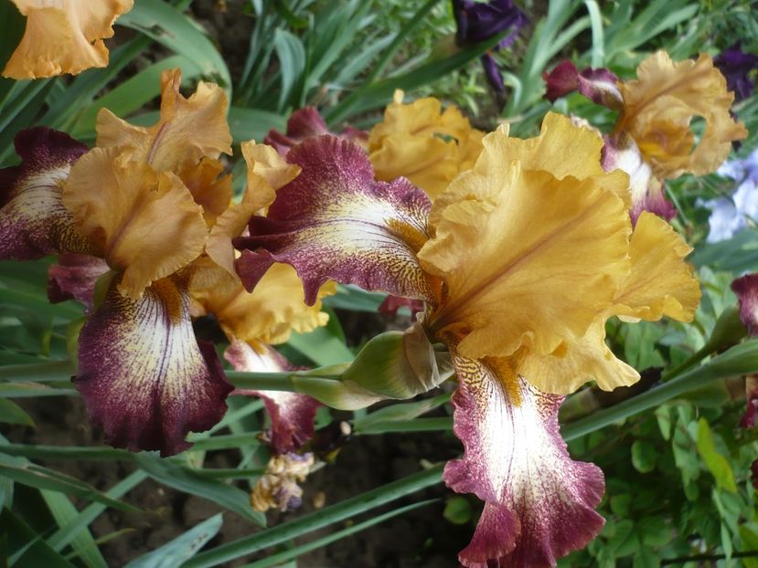 P1370067 - GRADINA 2018