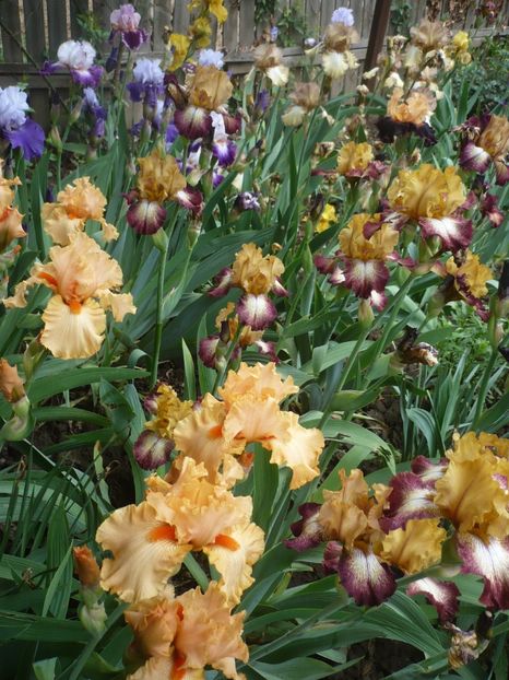 P1370068 - GRADINA 2018