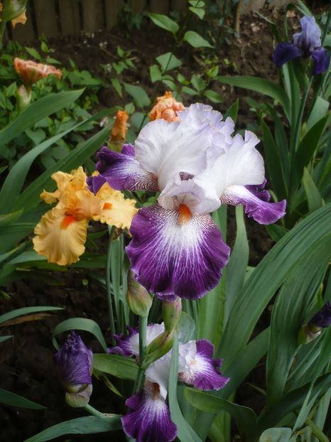 P1370069 - GRADINA 2018