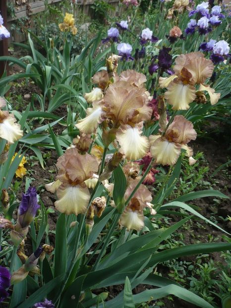 P1370071 - GRADINA 2018