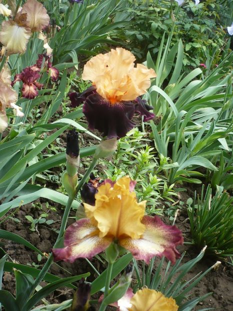 P1370072 - GRADINA 2018