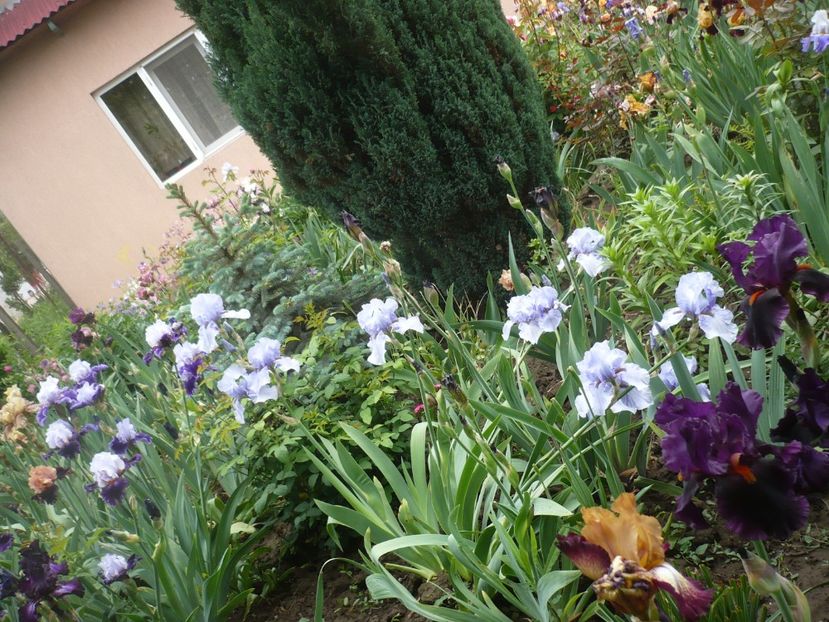 P1370074 - GRADINA 2018