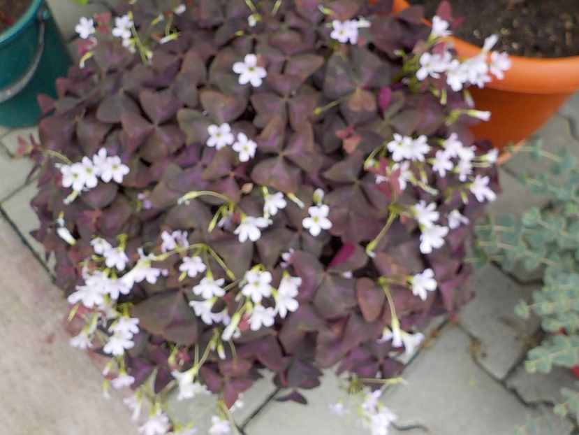  - oxalis