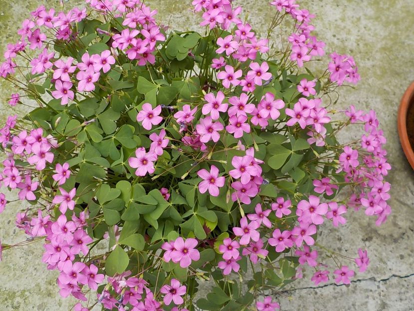  - oxalis rubra
