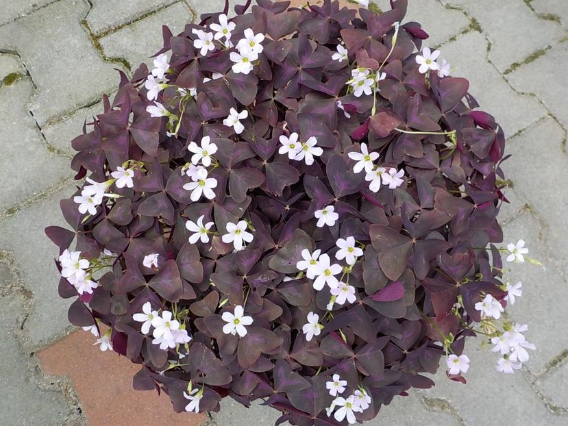  - oxalis triangularis