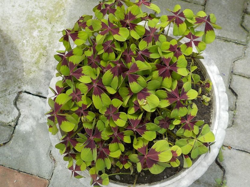  - oxalis iron cross