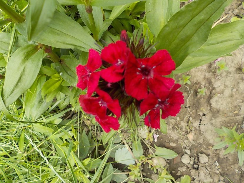  - dianthus