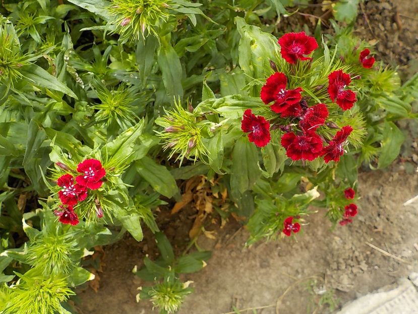  - dianthus