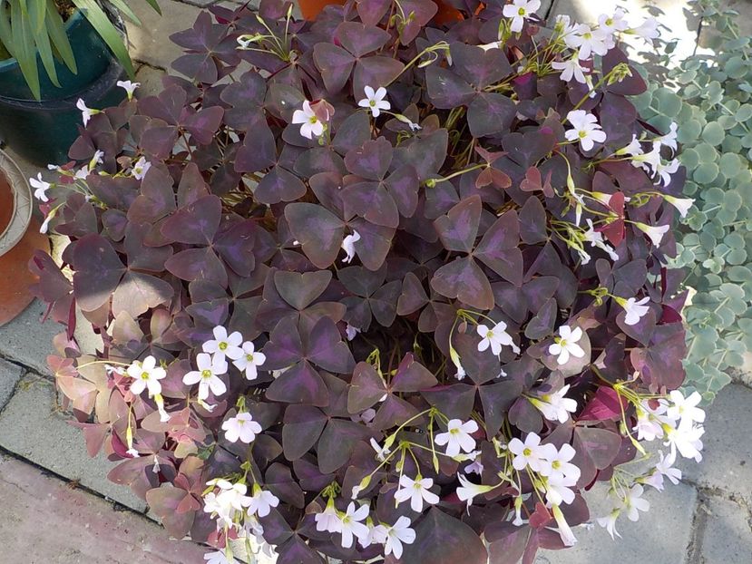  - oxalis
