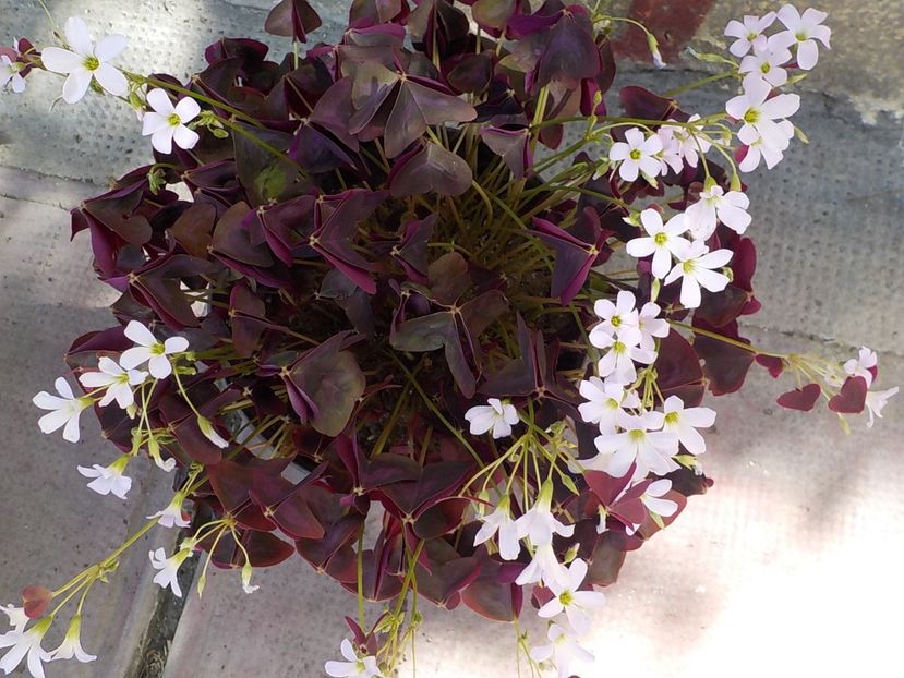  - oxalis triangularis