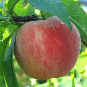 Sant Anna Bianca ( poza net ) - piersic ANNA BIANCA