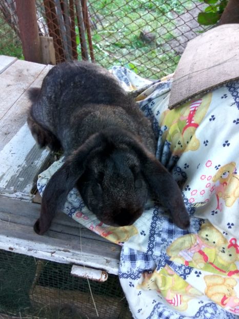  - 06 Femela gri fier - Iron