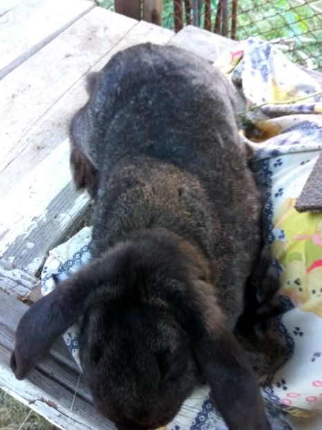 Montata cu M2 Sallander in 13.05.2018 - 06 Femela gri fier - Iron