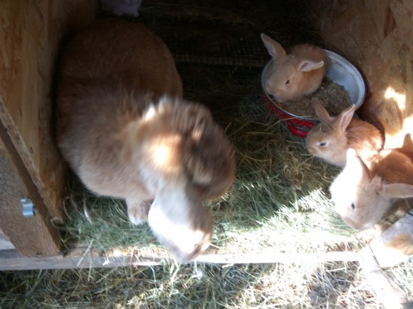 24 zile - 01 Cuib 18 04 2018