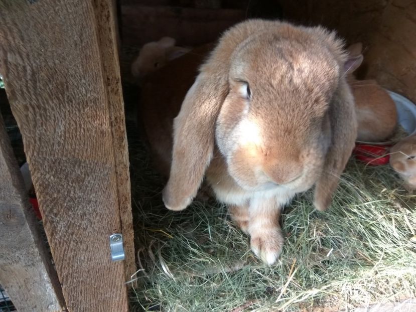 24 zile - 01 Cuib 18 04 2018