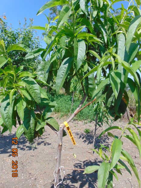 Anna Bianca - 12 Mai 2018 - piersic ANNA BIANCA