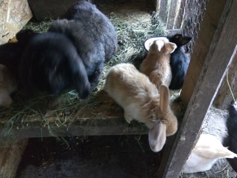 29 zile - 01 Cuib 12 04 2018