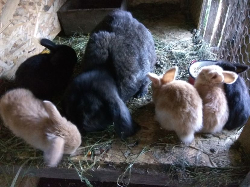 29 zile - 01 Cuib 12 04 2018