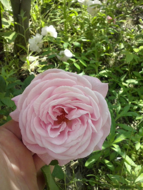 CAM01033 - Trandafiri 2018 - II