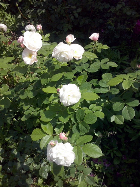 CAM01034 - Trandafiri 2018 - II