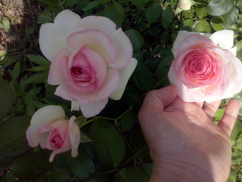 CAM01041 - Trandafiri 2018 - II