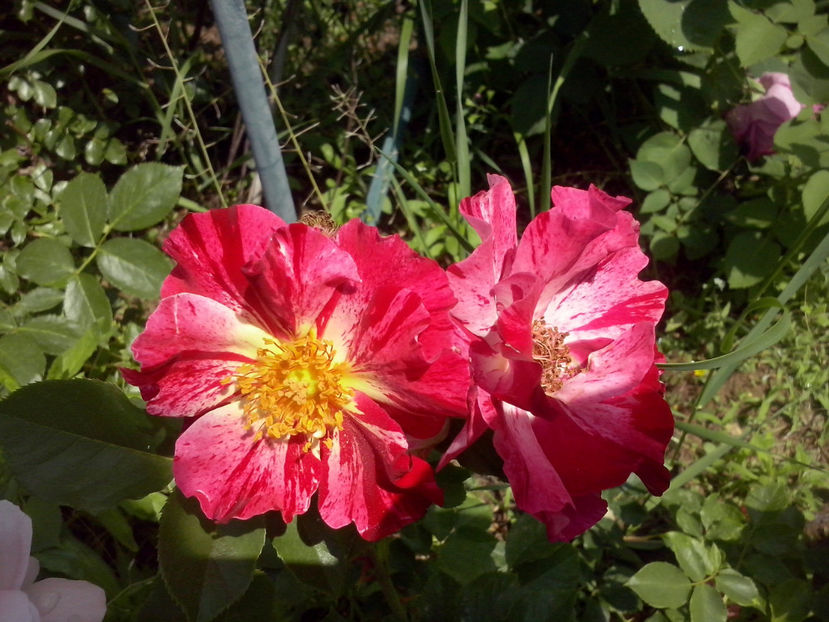 CAM01043 - Trandafiri 2018 - II