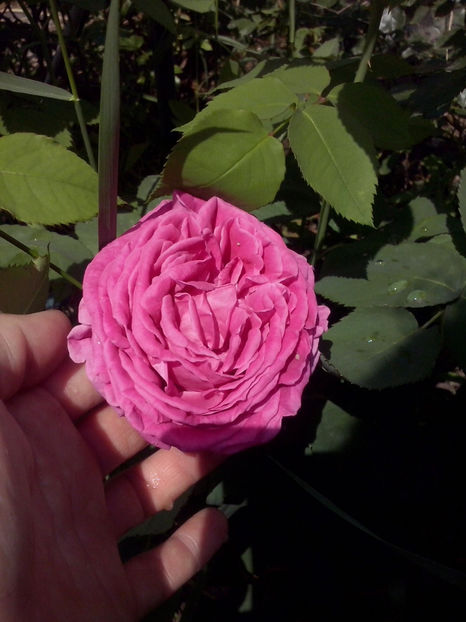 CAM01045 - Trandafiri 2018 - II